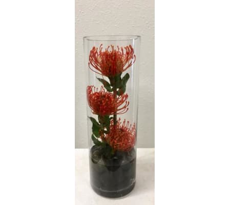 Protea Trio in Cylinder