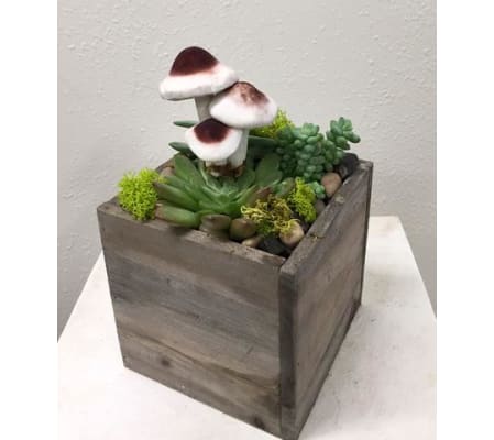 Succulent Garden in Wood Box