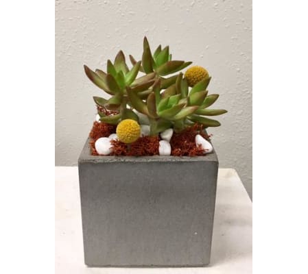 Angle 33 Succulent Cube