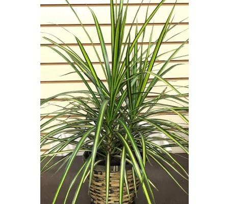 Ray of Sunshine Dracena in Basket
