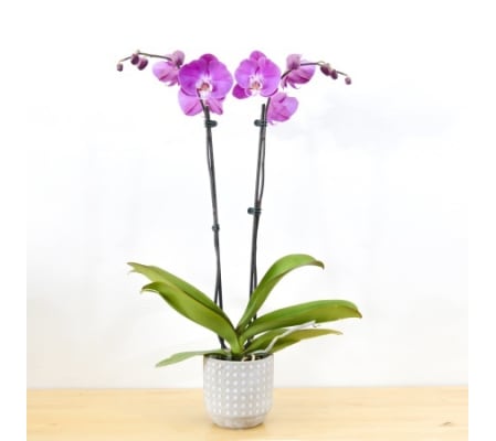 Double Purple Orchid
