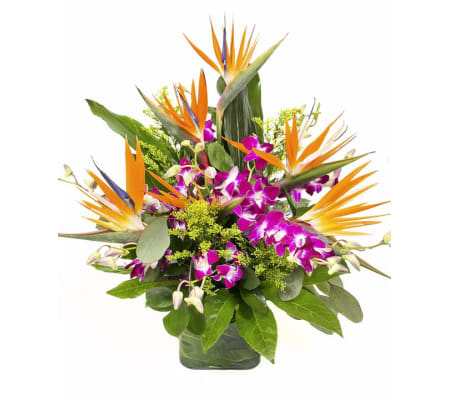 Tropical Birds of Paradise