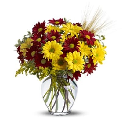 Fall for Daisies TF