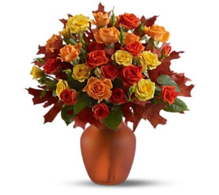 Amber Roses TF