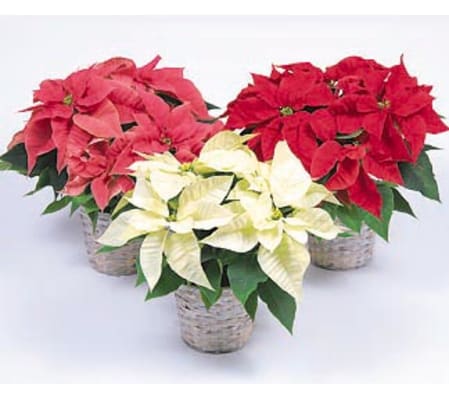 Quad Poinsettia
