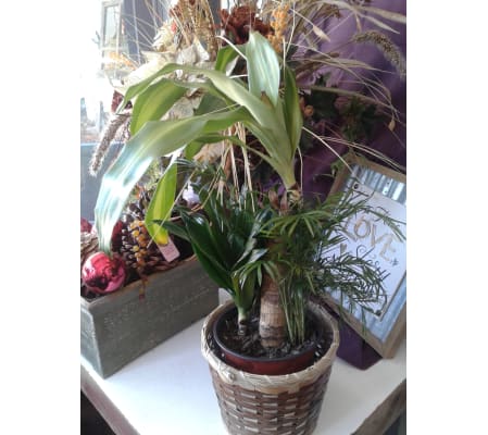 Combo Plant 6