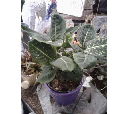 Dieffenbachia 6