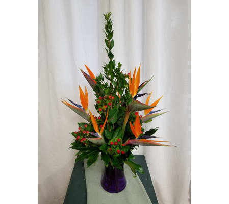 Amazing Birds of Paradise