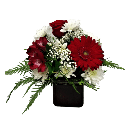 Red and White Wonder