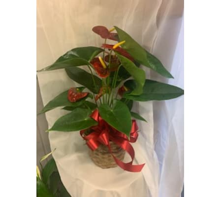 Tropical Anthurium
