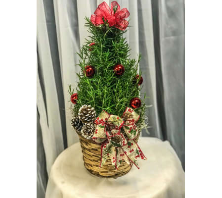 Rosemary Herb Tree