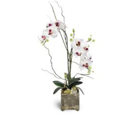 Opulent Orchid and Succulent Garden