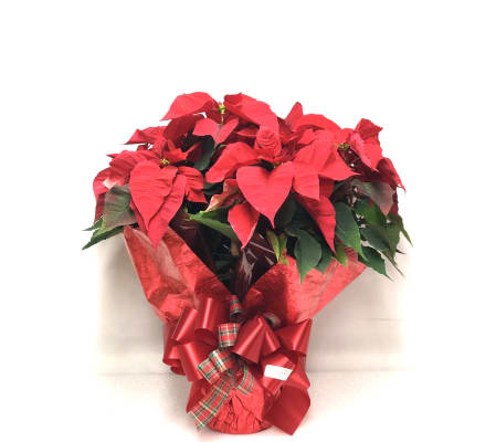 Christmas Poinsettia 6