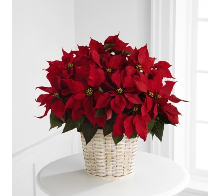 Red Poinsettia Plant in Basket