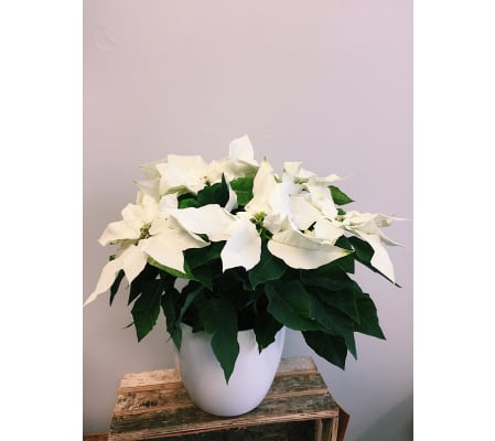 Wistful White Poinsettia