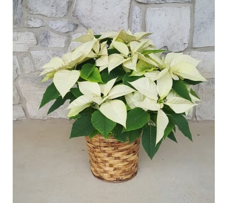 White Christmas Poinsettia In a Basket