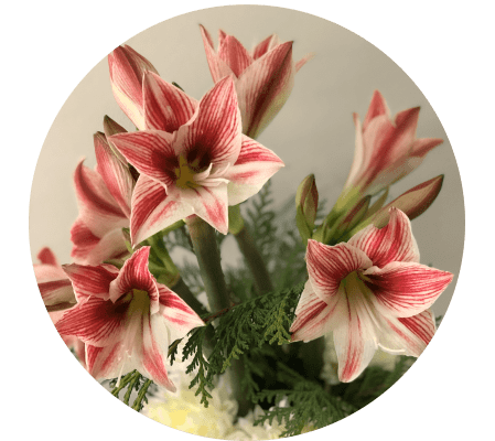 Amaryllis Splendor