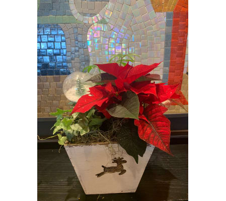 Poinsettia Mix Planter