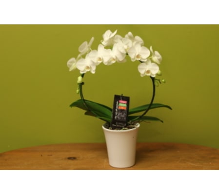 Infinity Ring Orchid Plant