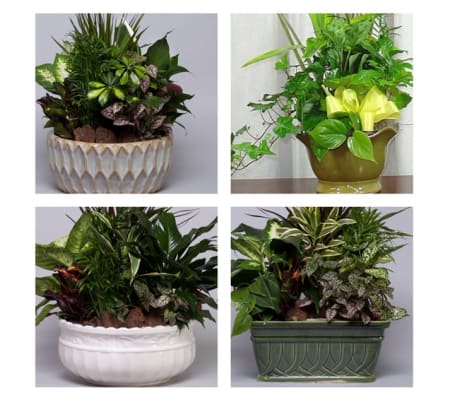 Planter-Florist's Choice in Pottery