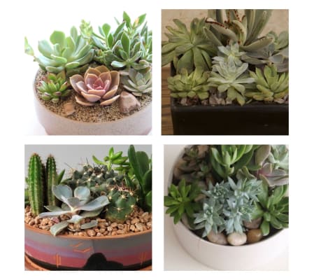 Cactus/Succulent