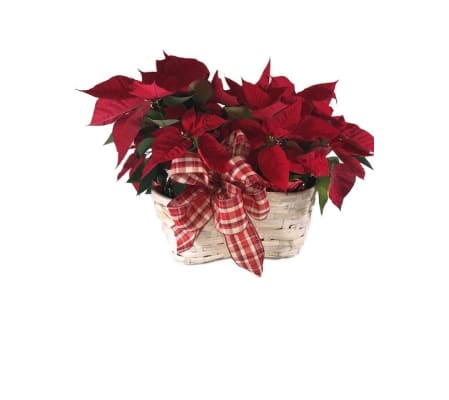 Double Poinsettia Basket