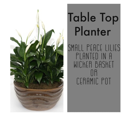 Table Top-Planter of smaller Peace Lilies
