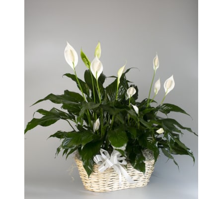 Peace Lilies-Double Basket