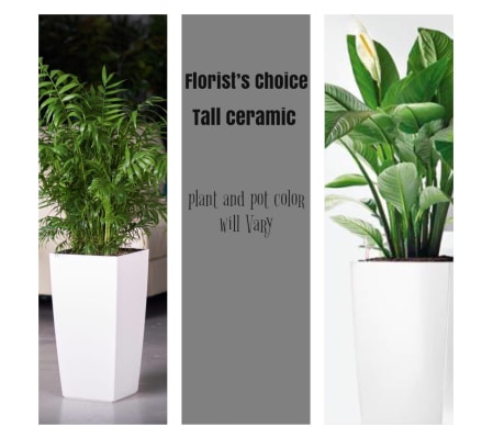 Palm/Peace Lily