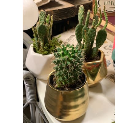 Small Cacti