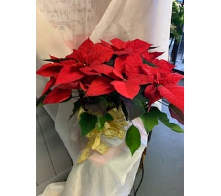 Classic Red Christmas Poinsettia