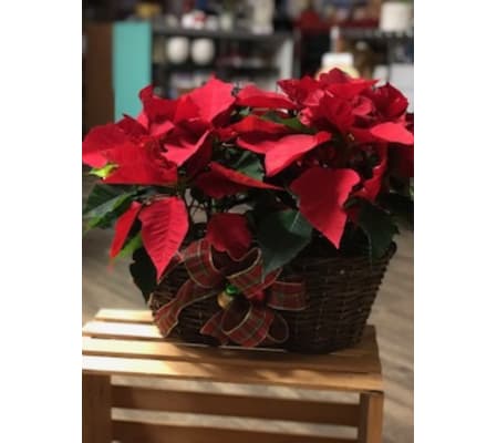 Beautiful Double Poinsettia