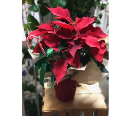 Poinsettia Gift in a Cover pot