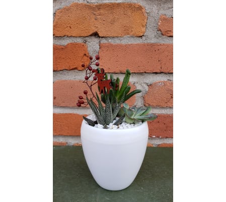 Holiday Succulent Sampler