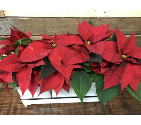 Poinsettia Trio