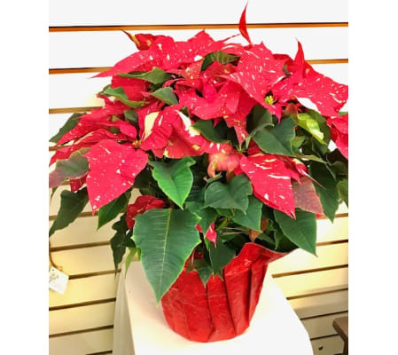 Christmas Traditions