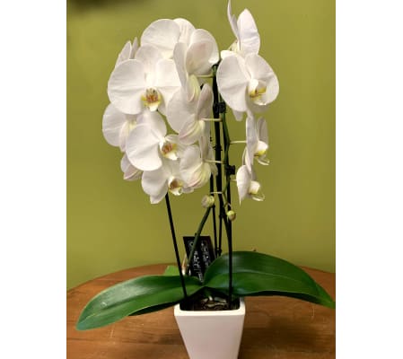 Double Cascade Orchid Plant