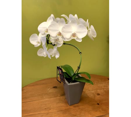 Hurricane Orchid Plant