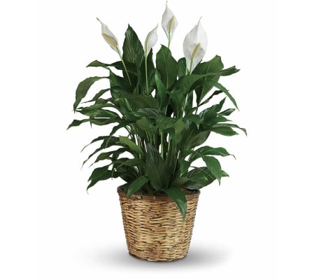 Peace Lily 6, 8 or 10 inch