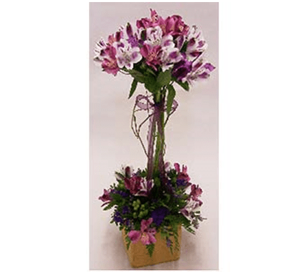 Astromeria Topiary