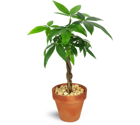 Jenning's Petite Money Tree