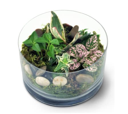 Jenning's Miniature Garden