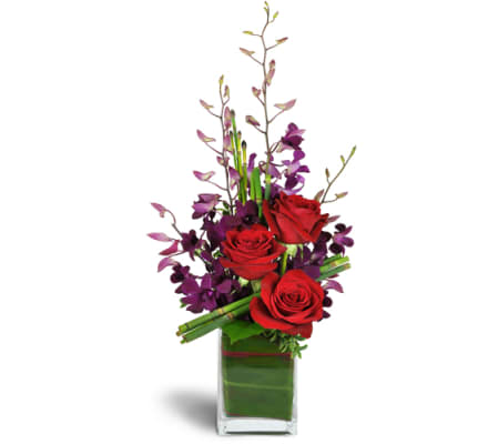 Jenning's Elegant Vibrance