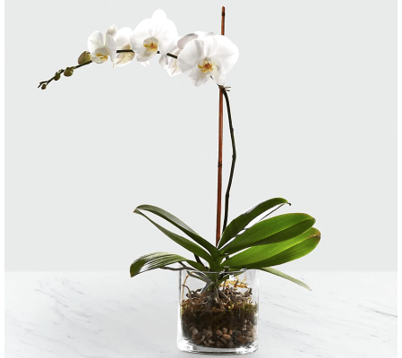 White Orchid Planter 2020