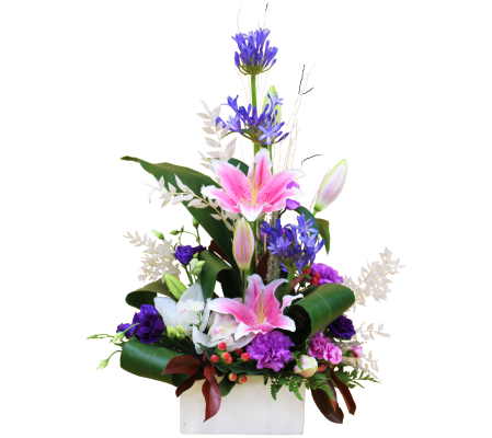 Stargazer's Delight