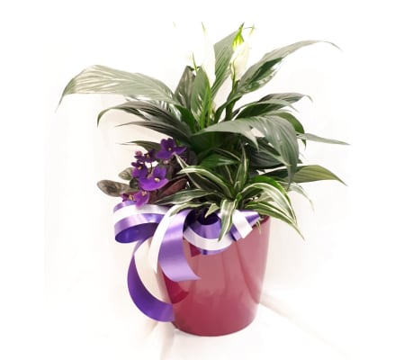 POT24