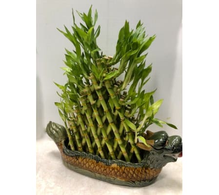 Lucky Bamboo XLarge Planter