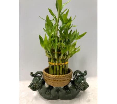 Lucky Bamboo Lying Elephant Planter