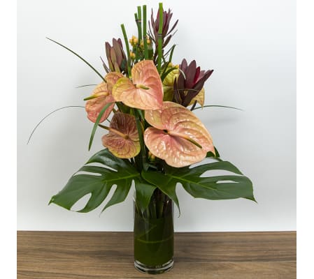 Anthurium Paradise
