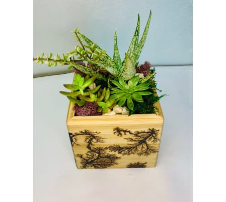 Succulent Garden in Handcrafted Lichtenberg Box